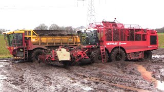 Cichorei oogst 2023  Chicory harvest in the mud  Vervaet Chicory Eater 625 Vredo VT 3926  modder [upl. by Pavier]