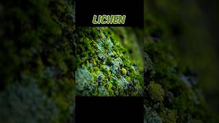 LICHEN lichenfungialgaesymbioticrelationship  WHAT IS LICHEN shortsviraltrending [upl. by Oona]