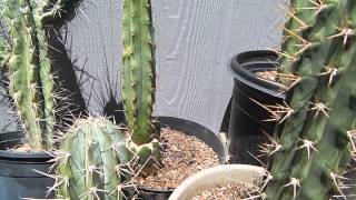 PERUVIAN TORCH COMPARISON SAN PEDRO MACROGONUS BRIDGESII MESCALINE CACTUS RELIGION [upl. by Ynneb]