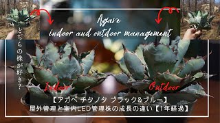 【アガベ チタノタ ブラックampブルー】屋外管理と室内LED管理株の成長の違い【1年経過】 [upl. by Ahsiei]