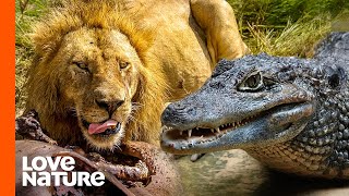 Hollywood Lion Pride vs Massive Crocodile  Love Nature [upl. by Irihs593]