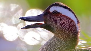 Bird sounds Garganey singing and displaying in spring lake [upl. by Leeth]