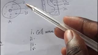 BECE 2020 science practicals part 1 Cells [upl. by Ettenay]