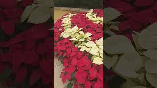 Poinsettia christmas plantsasmrshortvideoviralvideo [upl. by Seluj]