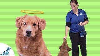 How To Teach Your Dog To Take Treats Gently [upl. by Pettiford569]