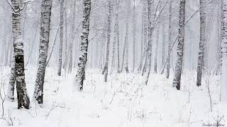 Snowstorm in the Forest  Winter Blizzard Sounds for Sleep amp Relaxation  Natural White Noise Sounds [upl. by Hakeem]