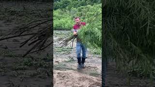 Making A Coracle bushcrafters [upl. by Alakcim]