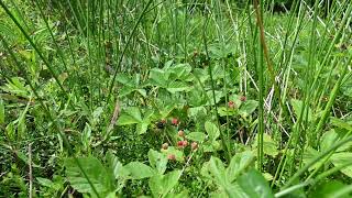 Rubus setosus the bristly blackberry [upl. by Notlef]