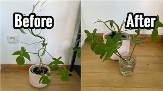 How to propagate Philodendron squamiferumleaflantern [upl. by Gwenny]