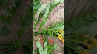 Total cure for hepatitis BC amp D with Senna Alata leaf 2348058202434 [upl. by Krigsman]