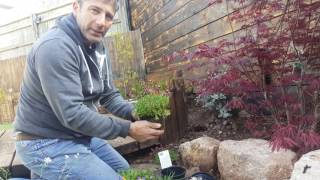 How To Pick Beautiful Rockery Plants Novice Planting [upl. by Eednim]