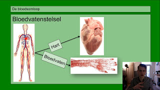 Basisstof 2 De bloedsomloop [upl. by Aralk]