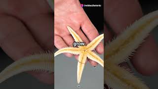 MindBlowing Facts About Real Starfish 🌟 [upl. by Wilburt892]