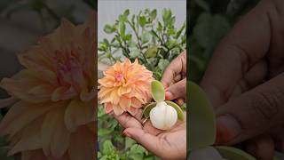 Egg sampangi Dahlia flowers mygarden gardening shortvideo ytshorts shorts flowers [upl. by Ellehcan261]