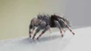 Jumping spider grooming itself [upl. by Nolyad]