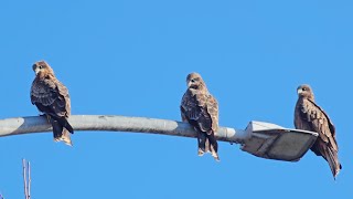 Black Kite [upl. by Aehtorod952]