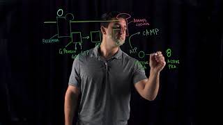 Cyclic AMP Mechanisms [upl. by Inatirb]