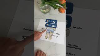 Memorization Trick for Elbow Joint Anatomy Crazy Tulips [upl. by Eidnil620]