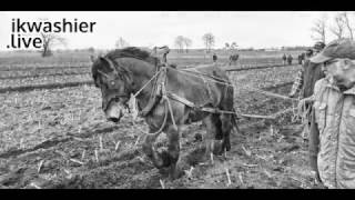 Ploegen met Ardennertrekpaard  Trait Ardennais  Ardennes draft horse  ikwashierlive Merksplas [upl. by Clellan]