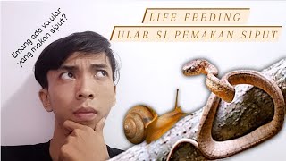 MEMBERI MAKAN ULAR SIPUT  PAREAS CARINATUS [upl. by Diarmit]