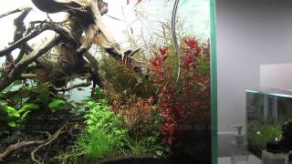 Rotala macrandramaintenanceaquariumaquascapeamazone [upl. by Enelyahs]