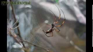 Nephila madagascariensis Golden silk orb weaver Prządka [upl. by Alboran]