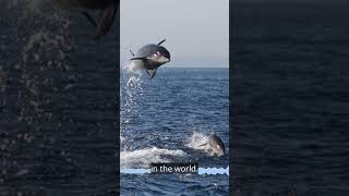 Fun Fact Friday Bottlenose Dolphins [upl. by Doughman]