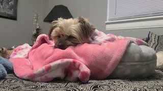 Nighty Night Rylie loves Yougoodnight viralvideo yorkies Rylie [upl. by Bratton586]