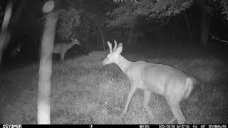 BackYard Trail Camera [upl. by Hasan]