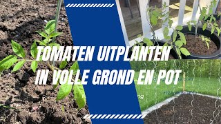 TOMATEN UITPLANTEN IN DE VOLLE GROND EN POT I Moestuin de Volharding [upl. by Darnok]