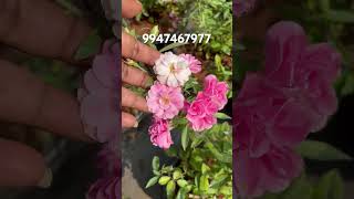 Orchid Rose ForSale💗9947467977 Anju‘sgarden  RPerunad  Pathanamthitta [upl. by Franzen]