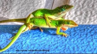 Green Anole Lizards Mating [upl. by Sylirama]