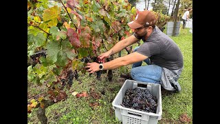 Les Vendanges de la Petite Lagune 2024 [upl. by Careaga]