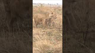 Lion cubs keeping mom busy lioness [upl. by Htrowslle]