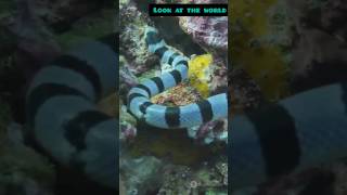 Meet the YellowLipped Sea Krait Oceans Striped Enigma [upl. by Onivag991]