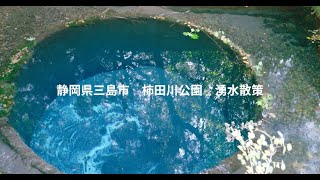 静岡県 柿田川公園 湧水散策（再編集版） [upl. by Veno151]