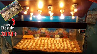 CHICKS HATCHING IN GLASS CONTAINER  BEST INCUBATOR FOR CHICKEN EGGS  DIY  YOU CAN DO THIS [upl. by Swaine]