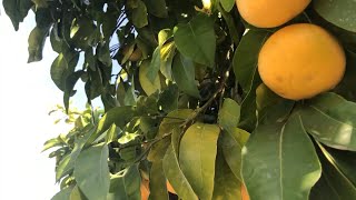 Orange trees with citrus greening disease found in Valley Center quarantine expands [upl. by Conlin]