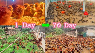 FULL VIDEO 70 days of raising chickens from small to adult [upl. by Hawkie]