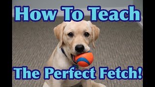 How To Teach Your Dog To FETCH Perfectly Dog Training Tutorial [upl. by Eelamme]