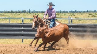 Why do cutting horses make better campdrafters [upl. by Frum]