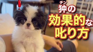 褒めて伸ばす？飼いやすい小型犬狆の叱り方はコレだけで十分 [upl. by Lein]