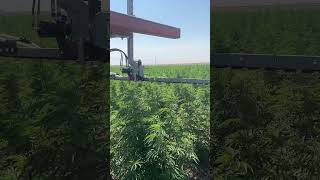 Hemp 15ft Trimmer on Corn Detasseling Machine [upl. by Nonnerb]