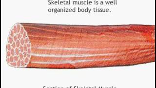 gross muscle anatomy [upl. by Sgninnej]