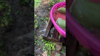 Watermeal  Duckweed Harvesting Part 2  Pond Skimming [upl. by Crystie209]