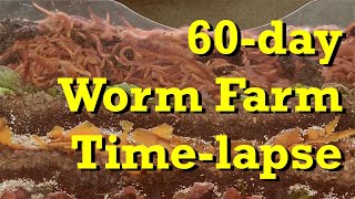 Densely Packed Worm Farm 60day FAST TimeLapse  vermicomposting [upl. by Barbee]