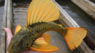 Argentina fish shipment of wild plecostetrascichlids [upl. by Onitselec748]