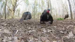 archery turkey hunting in Ontario using the new DSDs [upl. by Eb794]