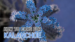 BEST TIPS  HOW TO GROW AND CARE FOR KALANCHOE PLANTS [upl. by Roshan]