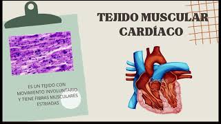 Tipos de tejido muscular y sus funciones [upl. by Yorker]